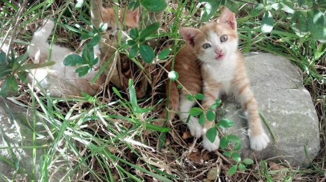 英格拉姆狂飙34分决胜时刻,点燃赛场的那一刻背后