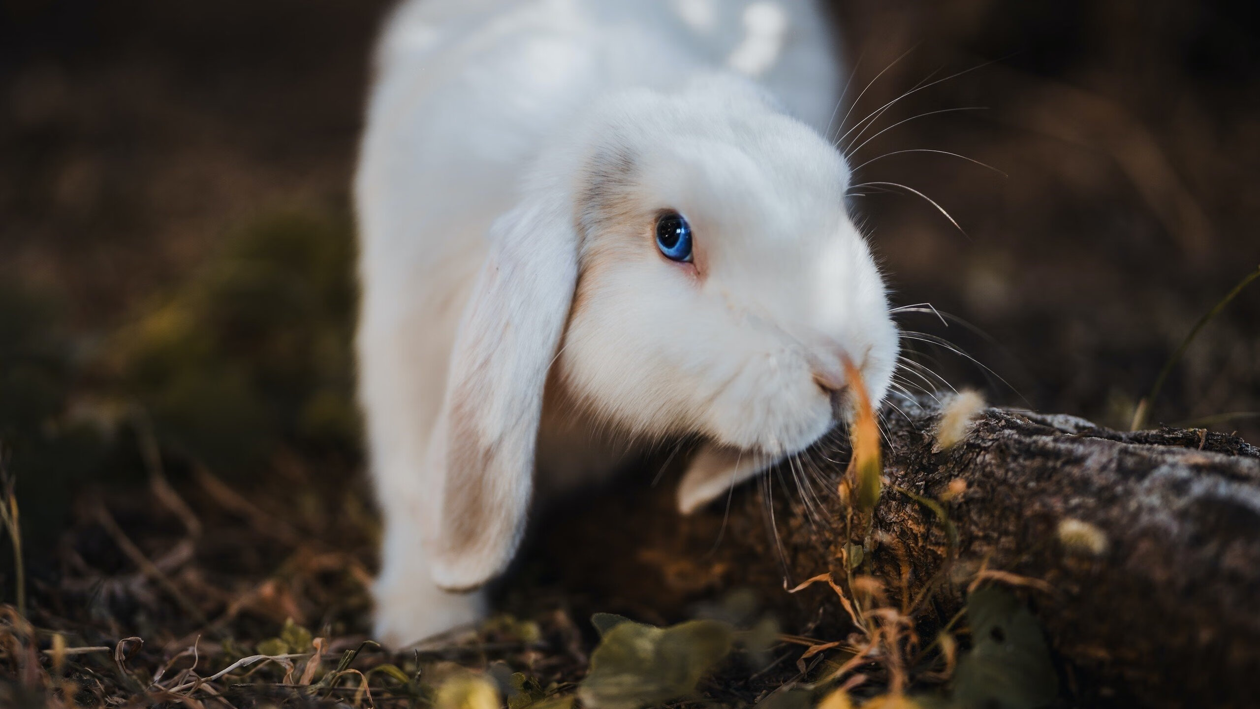 锡安的崛起，自我救赎之路与国王的团队荣耀