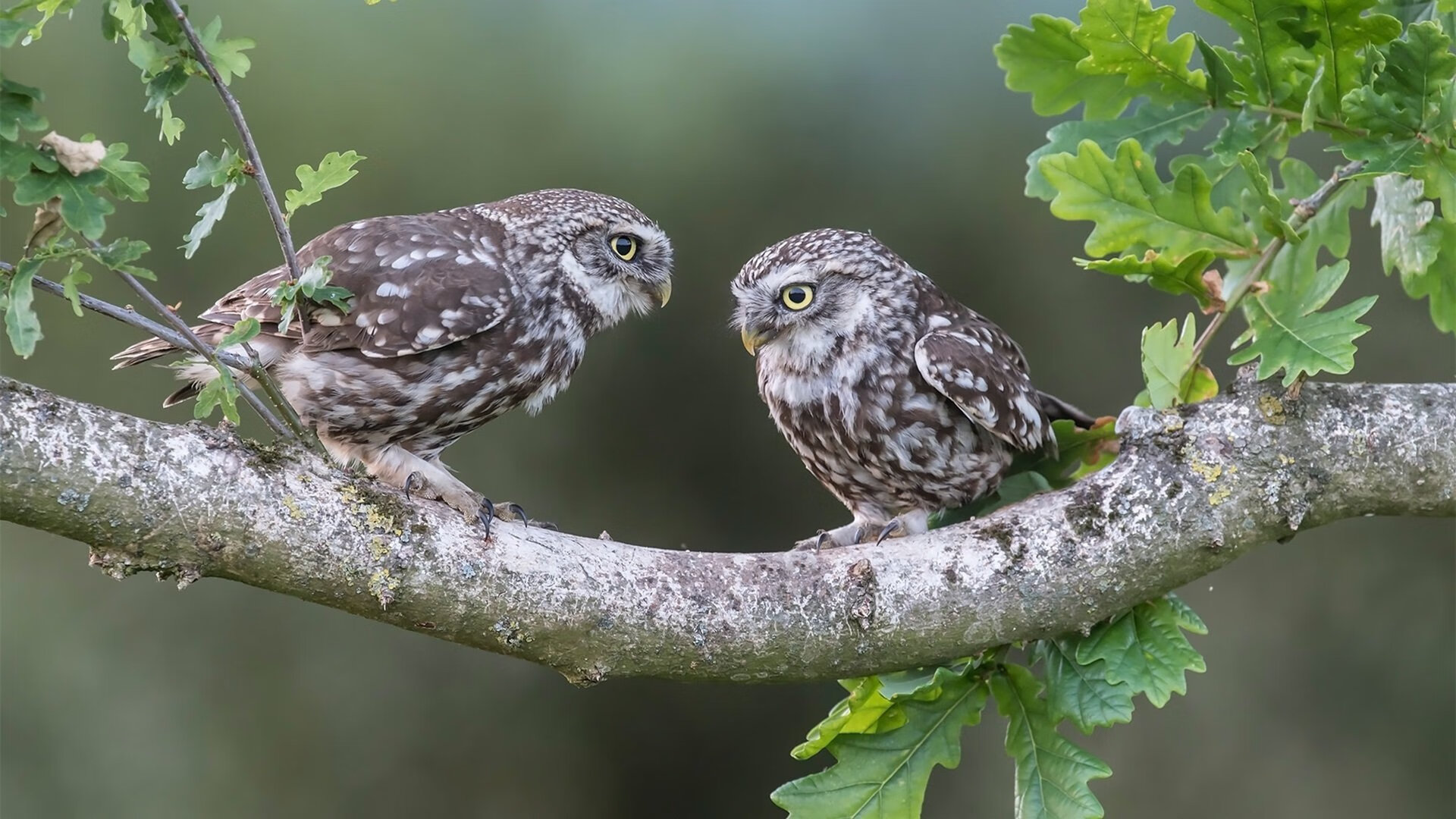 门迪爆发引领莱比锡红牛决胜局带走挪威