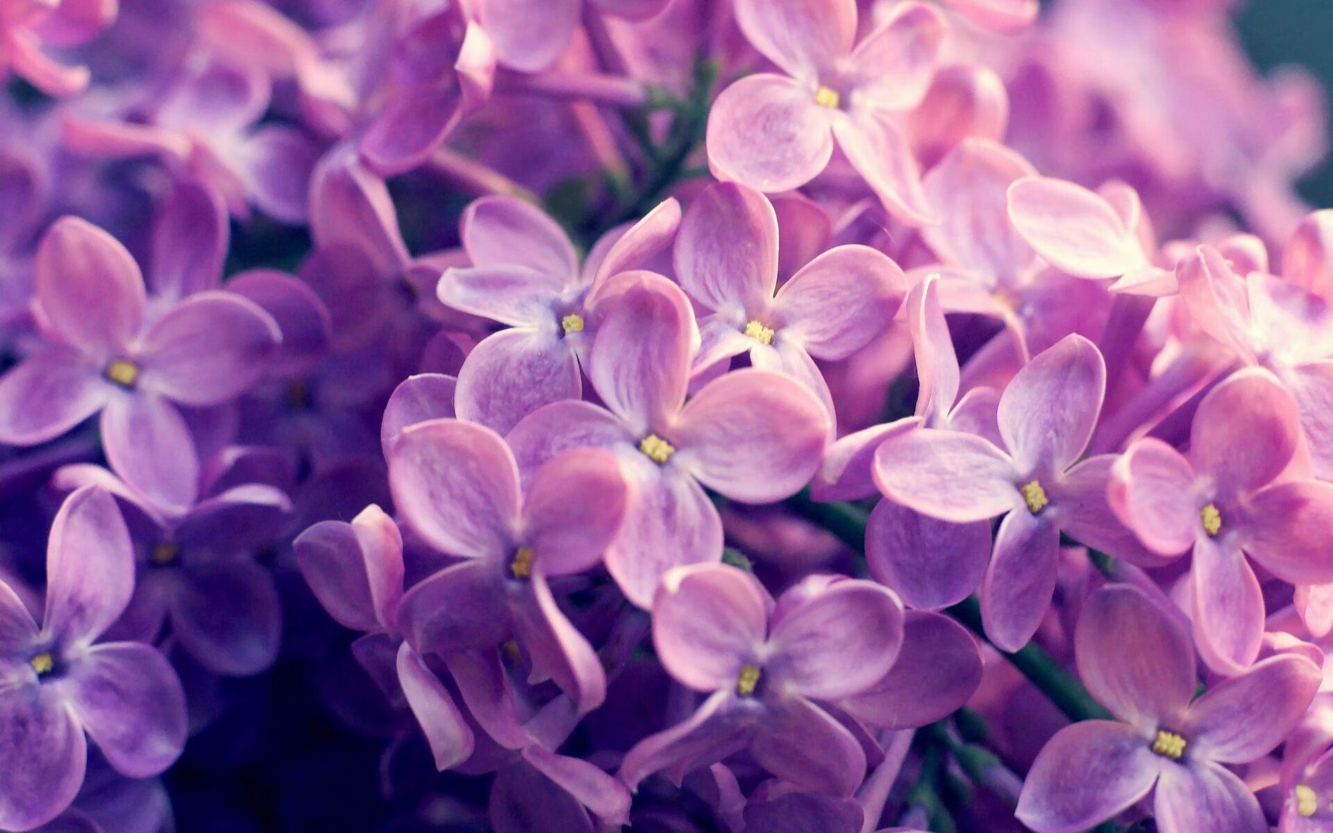 绝杀与接管,体育之夜的双重奏—深圳队险胜上海,西亚卡姆欧冠赛场独舞
