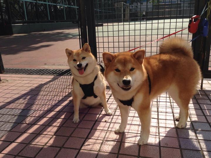 北京队创造历史，NBA总决赛焦点战战胜凯尔特人夺冠