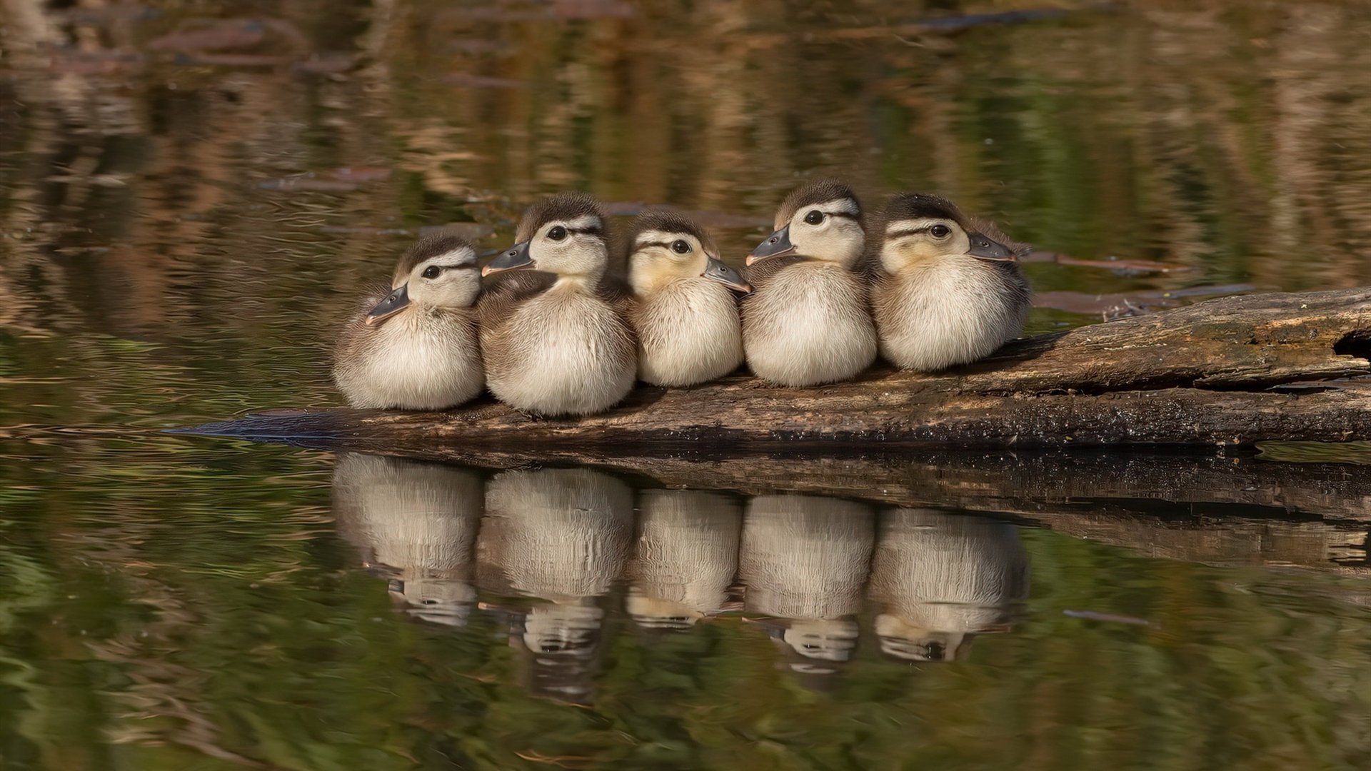 快与慢,福克斯的闪电战与掘金的逆转美学