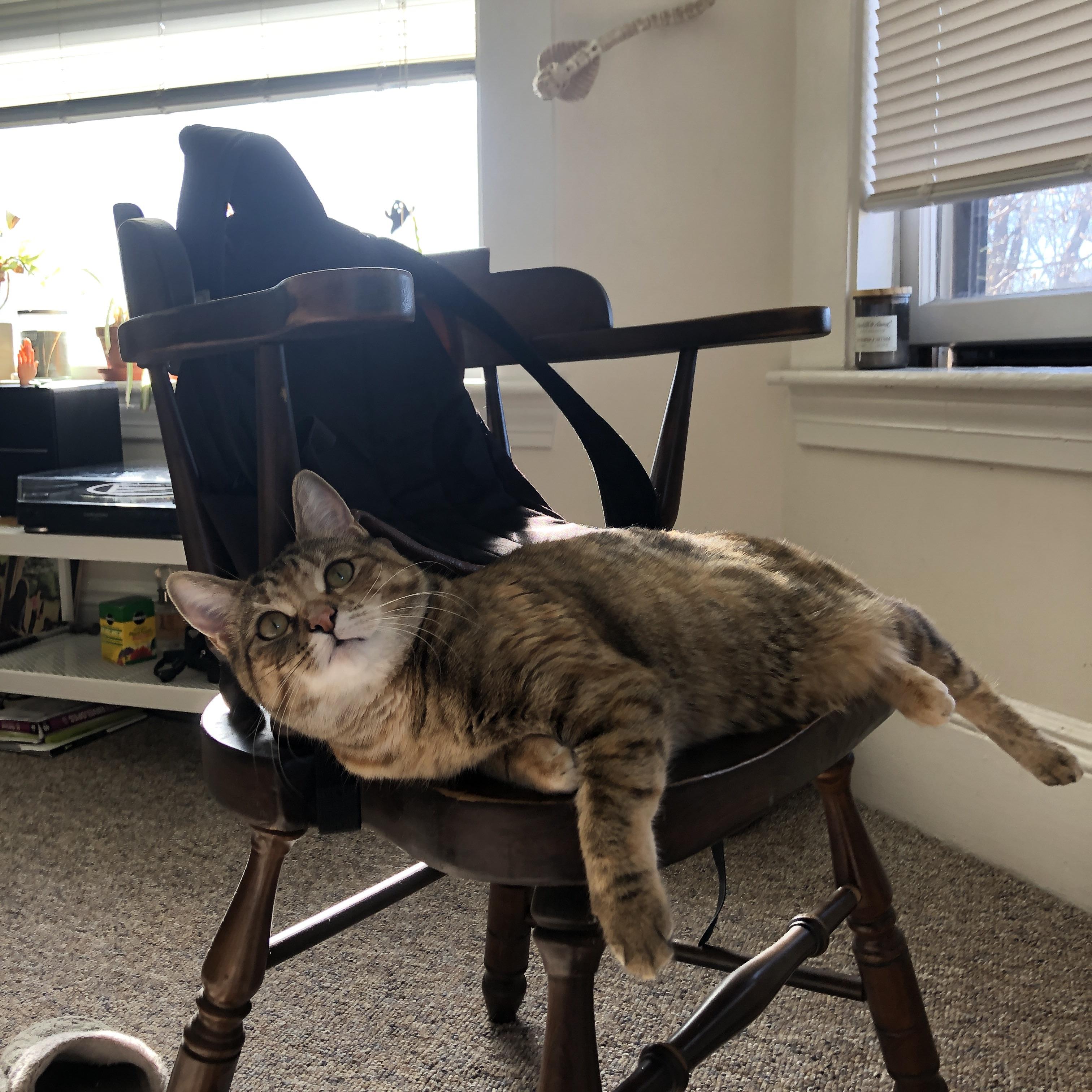 神话之城对决沙漠之狐,范戴克如何以一己之律动,冰封全场节奏?