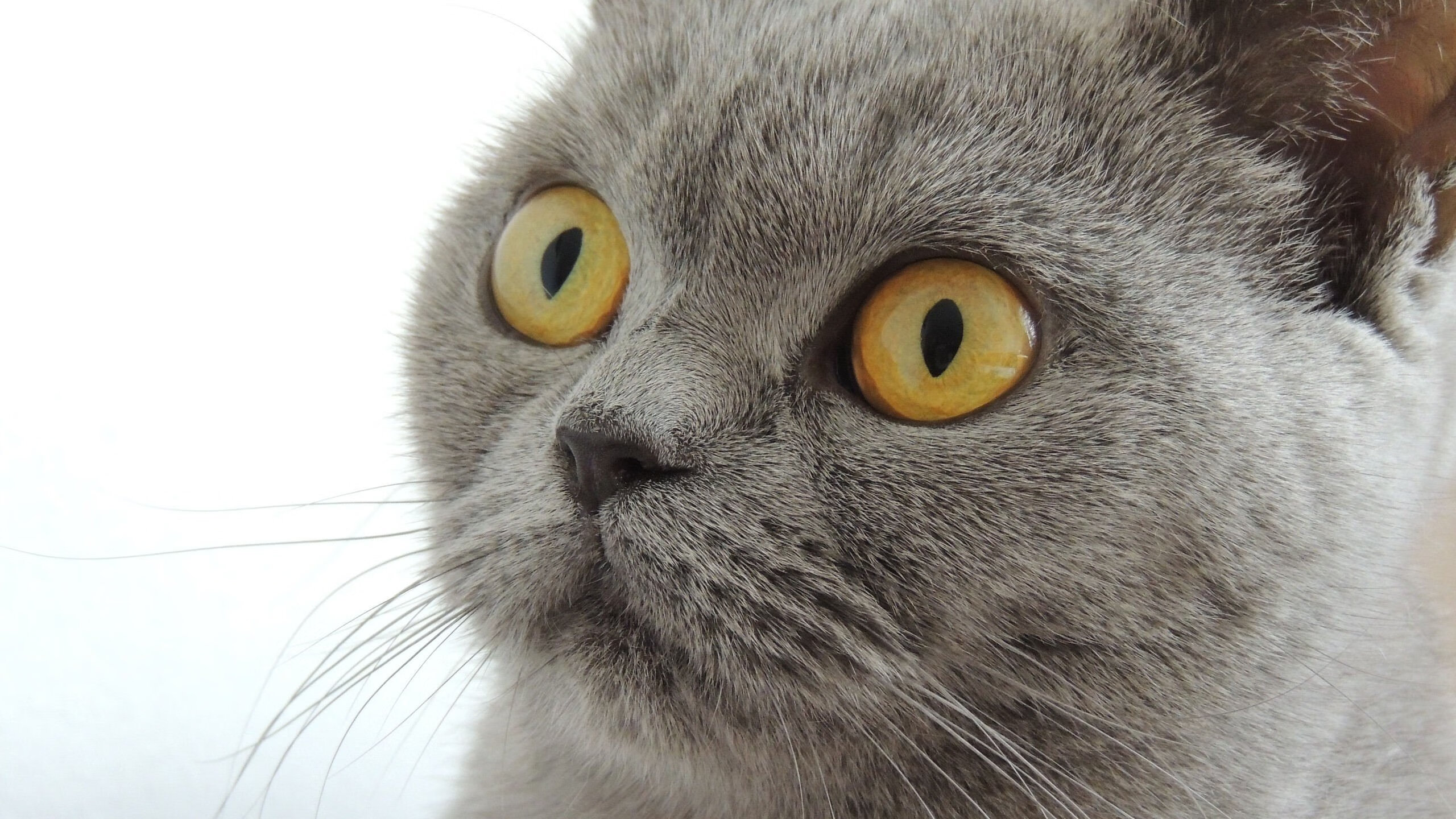 绝境重生，保罗末节狂飙导演惊天逆转，独行侠力克浙江