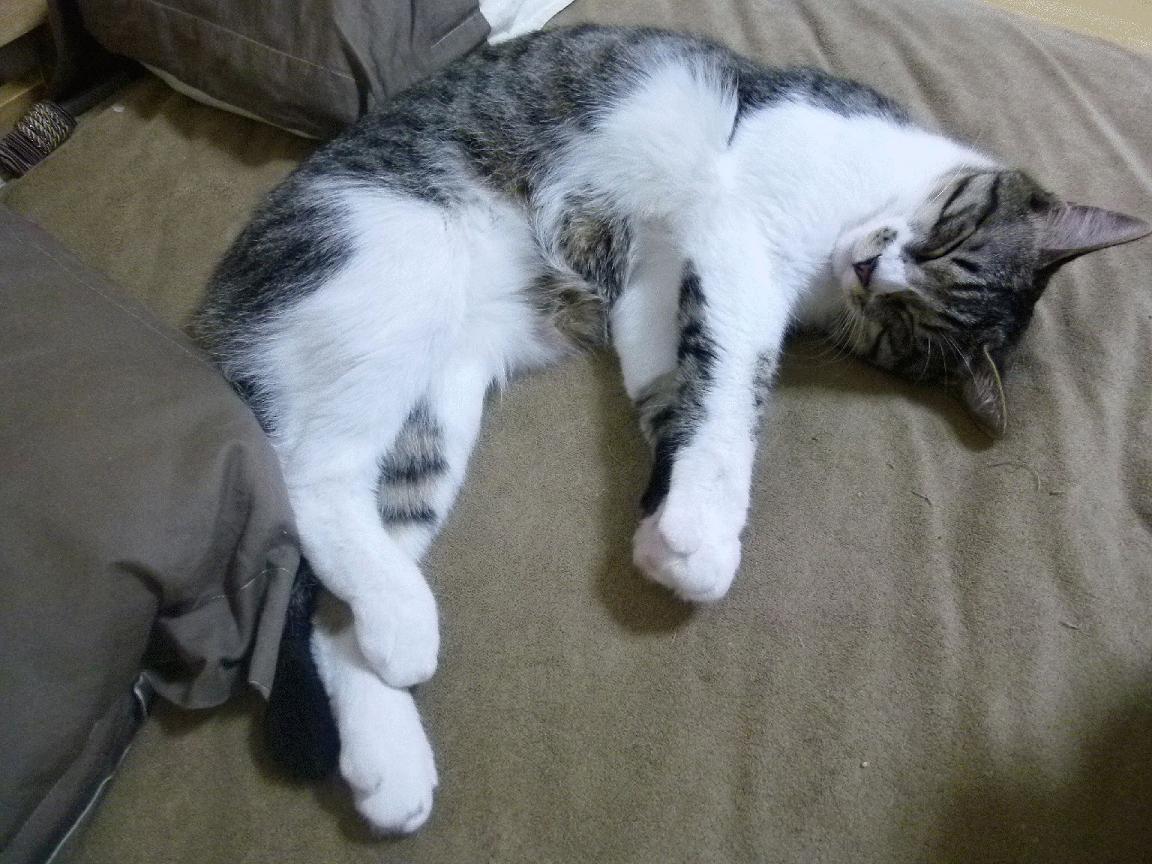 英超争冠烽火连天,多特蒙德欧战破冰前行