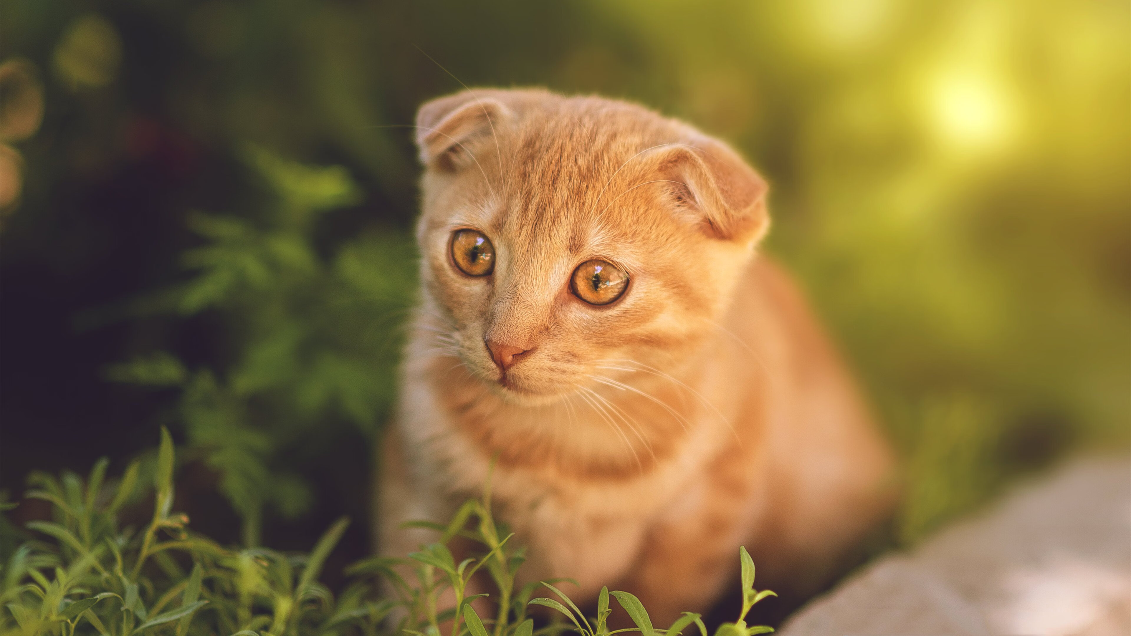 土耳其闪电战收割巴西，阿坎吉的个人英雄主义