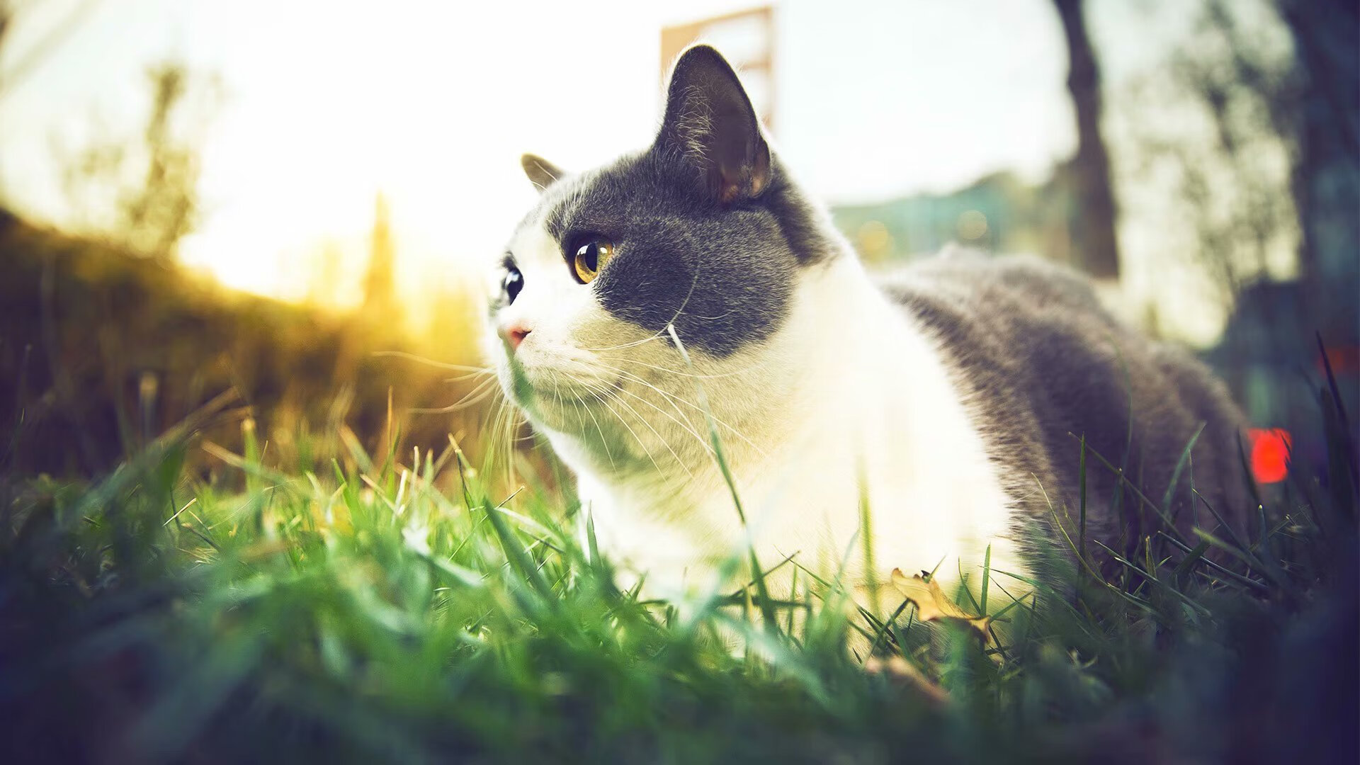 卡瓦哈尔里程碑之战，美国队与马德里竞技的激情碰撞