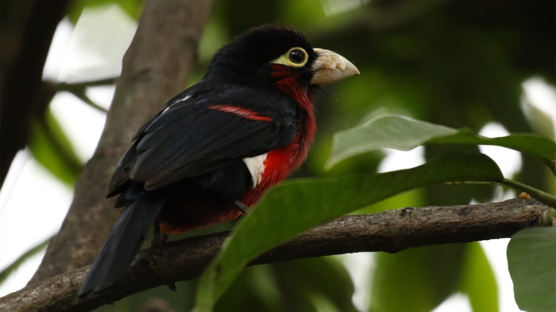 双城记,佛罗伦萨的午后与慕尼黑的夜晚—足球世界的平行叙事