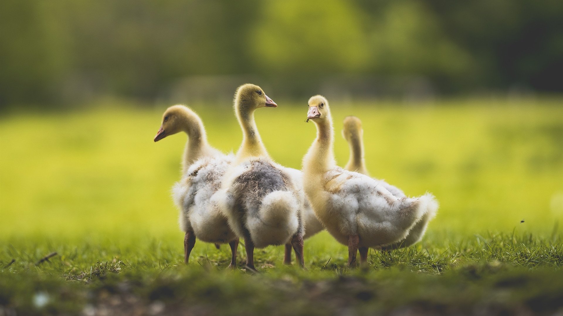 末节逆转！浙江队力克开拓者，武切维奇空砍豪华数据