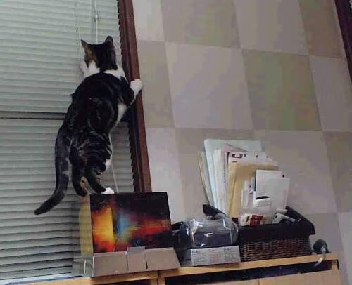 巴西强势晋级里昂,法比尼奥欧冠决赛展现实力