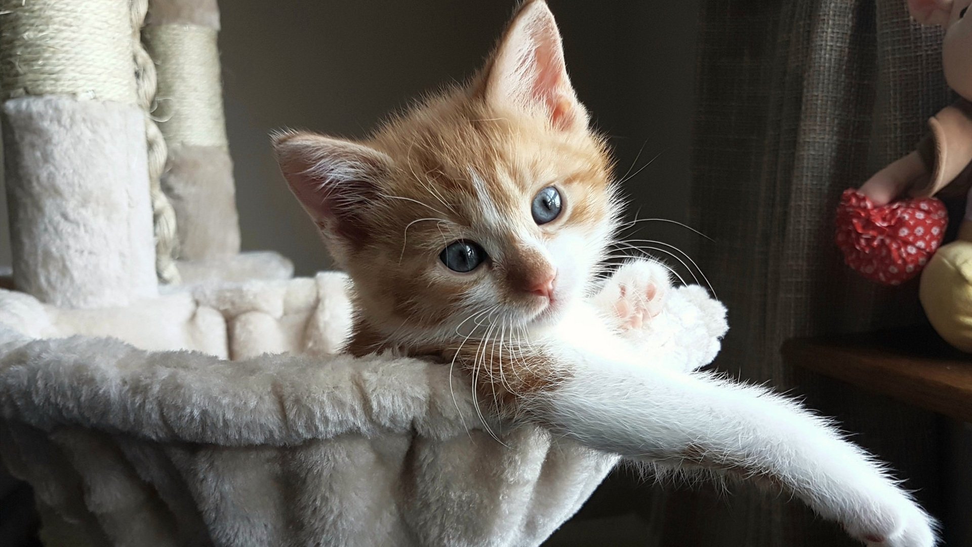 托尼的关键一击,美国如何提前终结伊朗悬念