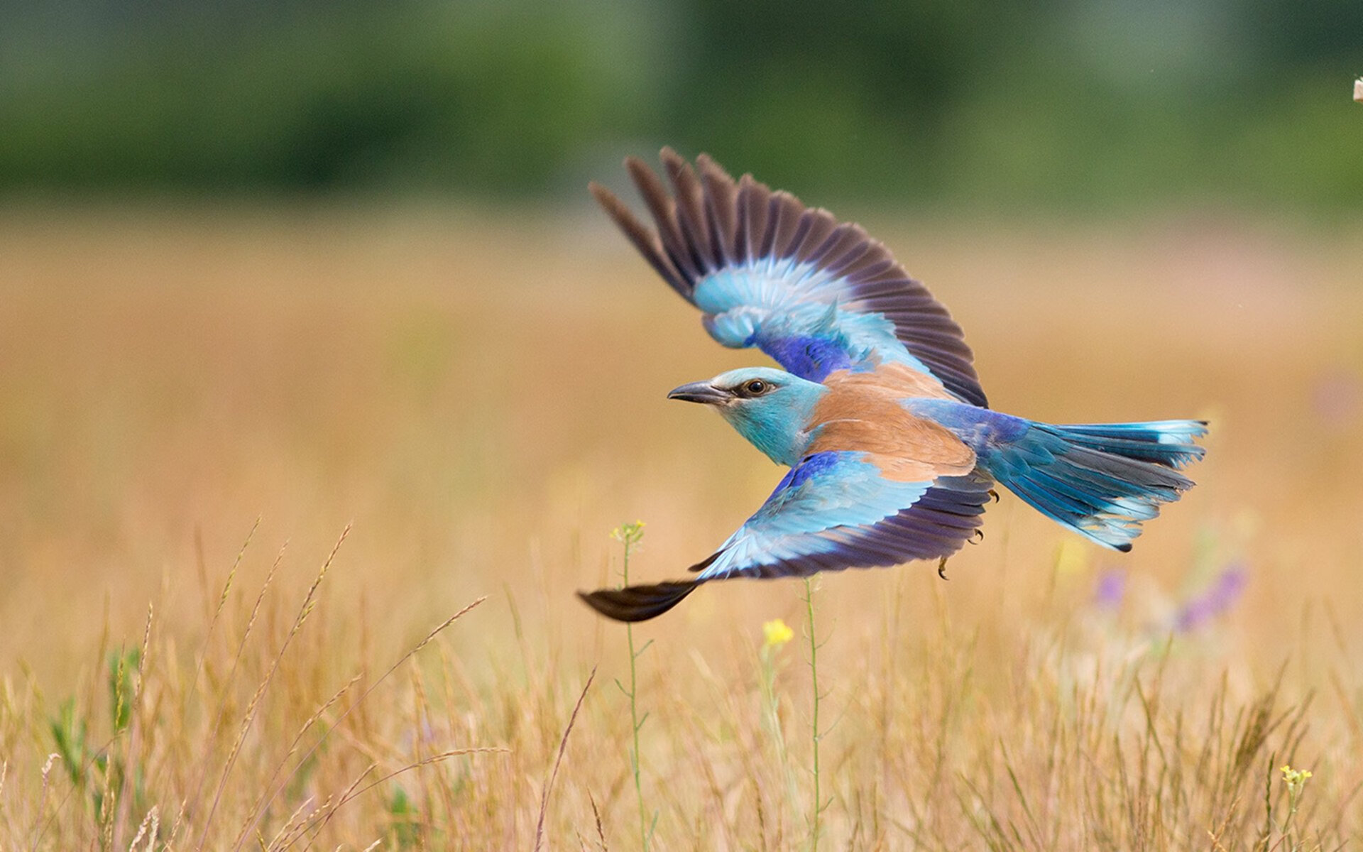 奥运周期关键战焦点战，班凯罗致命一击，魔术上演季后赛预演逆转猛龙