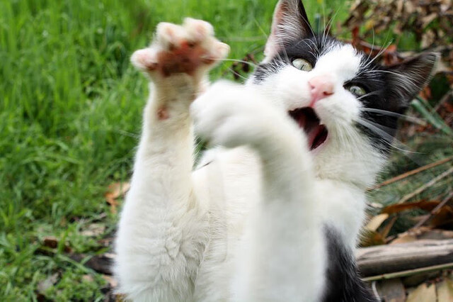 摩洛哥带走墨西哥，卡马文加高光表现，绿茵场上的青春风暴与战术革命