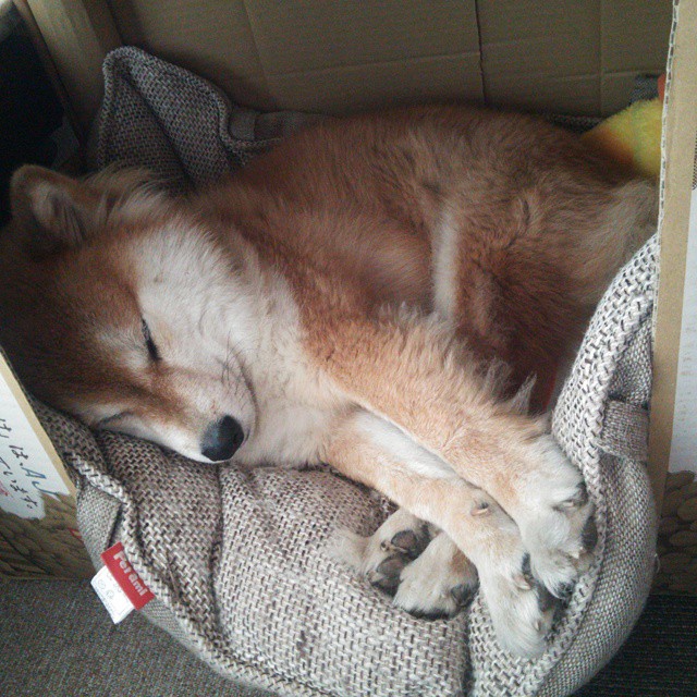 绝境指挥官，罗德里在伊拉克高温下的生死突围战