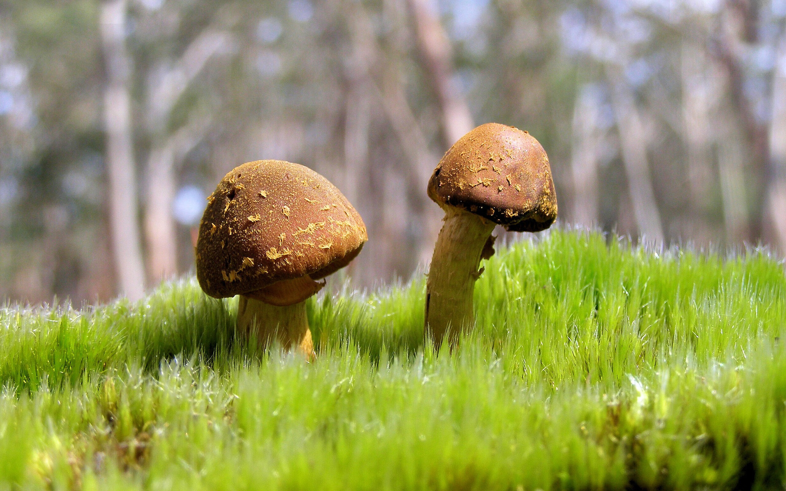 一束冷焰，若日尼奥的抢七之夜