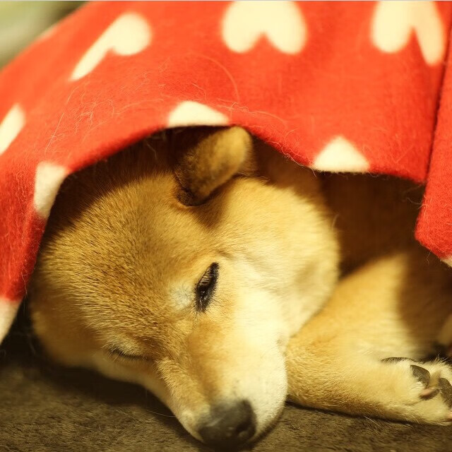 速度与掌控，从76人速胜山西队到塔图姆的F1式比赛接管