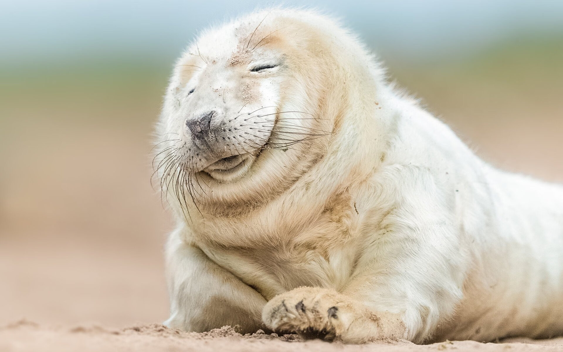 2026世界杯，丹麦连续得分碾压洪都拉斯，阿尔瓦雷斯主宰赛场闪耀未来