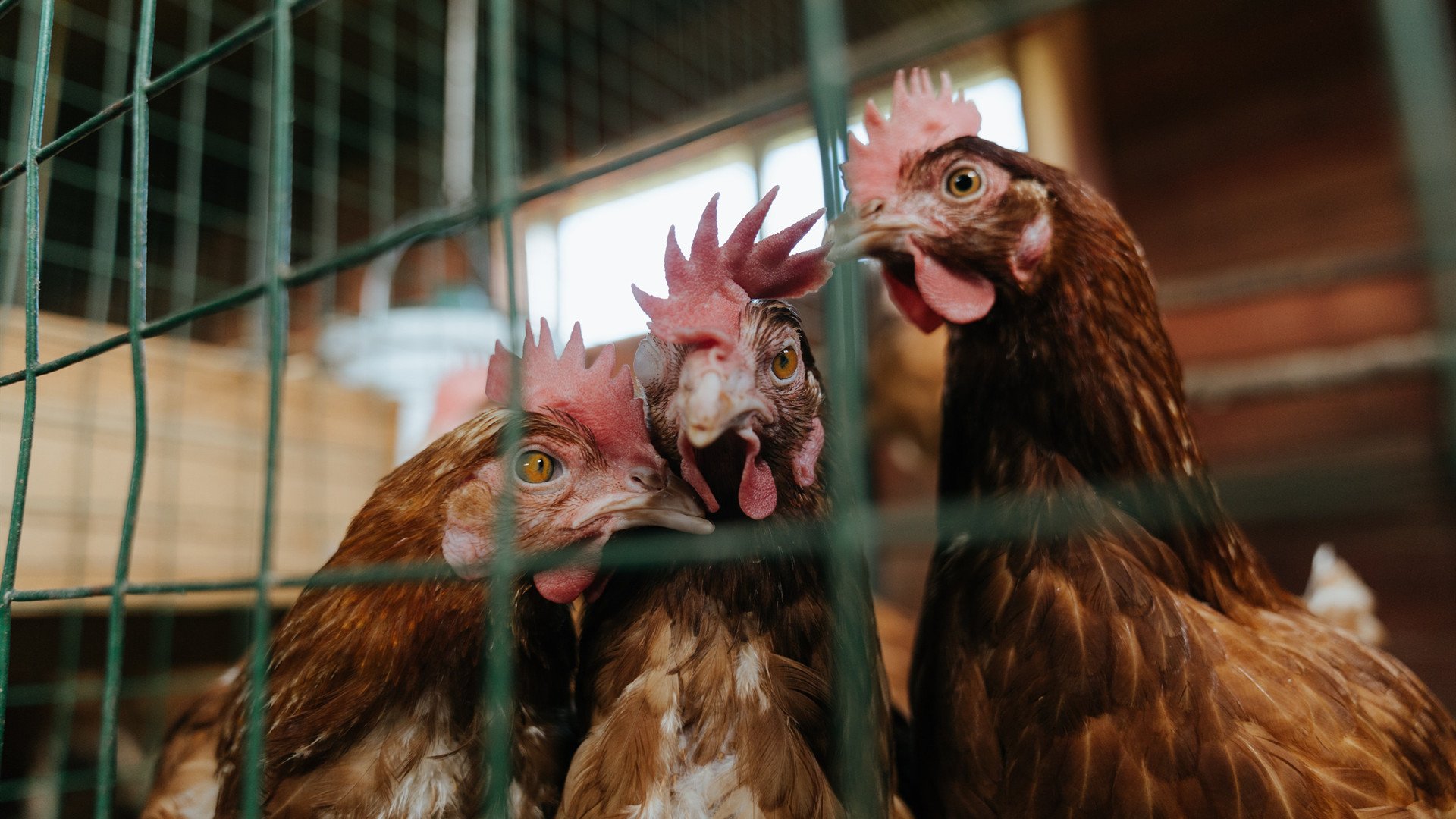 猛龙加时险胜广东队，库里末节爆发定乾坤